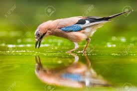 Attēlu rezultāti vaicājumam “Garrulus glandarius adult”