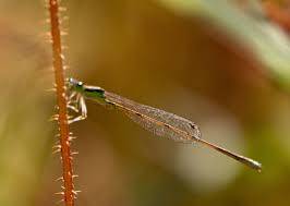 Attēlu rezultāti vaicājumam “Coenagrionidae”