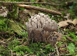 Attēlu rezultāti vaicājumam “Thelephora palmata”