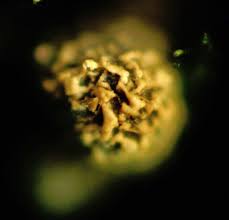 Attēlu rezultāti vaicājumam “Physarum pseudoalexandrowiczii macro”