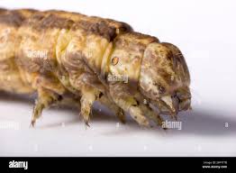 Attēlu rezultāti vaicājumam “Crocallis elinguaria larva”