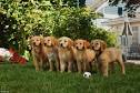 Air Buddies Times, Movie Tickets, and Theaters - Zap2it