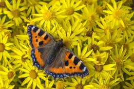 Attēlu rezultāti vaicājumam “Aglais urticae”