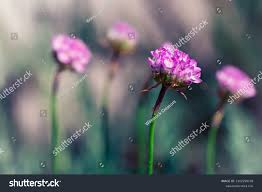 Attēlu rezultāti vaicājumam “Armeria vulgaris leaf”