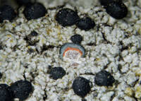 Attēlu rezultāti vaicājumam “Mycoblastus sanguinarius”