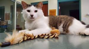 Image result for kitler