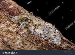 Attēlu rezultāti vaicājumam “Peridea anceps”