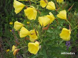 Image result for Nachtkerze