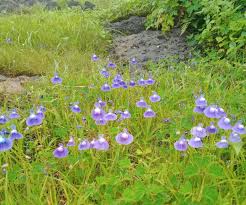 Attēlu rezultāti vaicājumam “Lentibulariaceae”