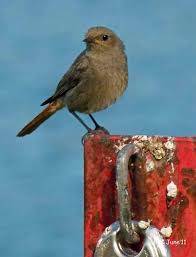Attēlu rezultāti vaicājumam “Phoenicurus ochruros female”