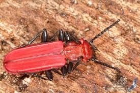 Attēlu rezultāti vaicājumam “Cucujus cinnaberinus”