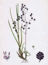 Attēlu rezultāti vaicājumam “Briza media”