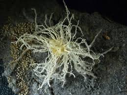 Attēlu rezultāti vaicājumam “Ophiotheca chrysosperma sessile”