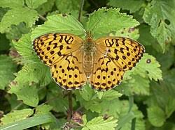 Attēlu rezultāti vaicājumam “Brenthis daphne underside”