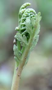 Attēlu rezultāti vaicājumam “Botrychium matricariifolium”
