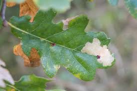 Attēlu rezultāti vaicājumam “Tischeria complanella larva”