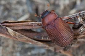 Attēlu rezultāti vaicājumam “Serica brunnea imago”