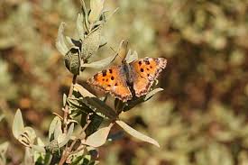 Attēlu rezultāti vaicājumam “Nymphalis polychloros upperside”