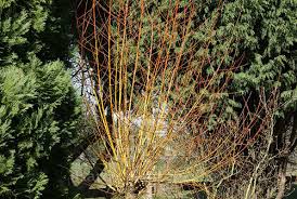 Attēlu rezultāti vaicājumam “Salix alba var. vitellina”