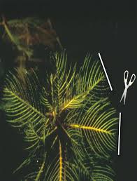 Attēlu rezultāti vaicājumam “Myriophyllum alterniflorum leaf”