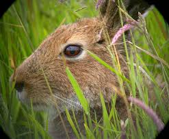 Attēlu rezultāti vaicājumam “Lepus timidus”