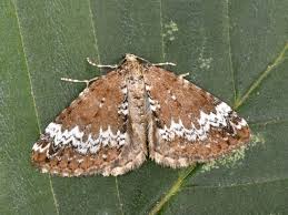 Attēlu rezultāti vaicājumam “Perizoma alchemilla”