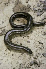 Attēlu rezultāti vaicājumam “Anguis fragilis”