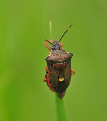 Attēlu rezultāti vaicājumam “Pinthaeus sanguinipes imago”