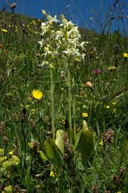 Attēlu rezultāti vaicājumam “Platanthera bifolia leaf”