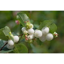 Attēlu rezultāti vaicājumam “Symphoricarpos albus flower”