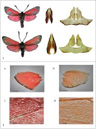 Attēlu rezultāti vaicājumam “Zygaena minos”