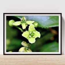 Attēlu rezultāti vaicājumam “Euonymus europaeus flower”