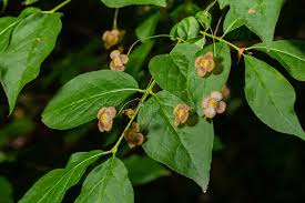 Attēlu rezultāti vaicājumam “Euonymus verrucosus fruit”