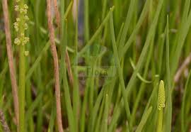 Attēlu rezultāti vaicājumam “Juncaginaceae”