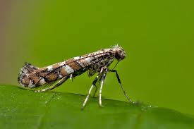 Attēlu rezultāti vaicājumam “Gracillaria syringella”