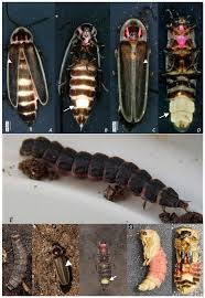 Attēlu rezultāti vaicājumam “Phosphaenus hemipterus male”