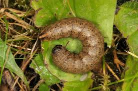 Attēlu rezultāti vaicājumam “Cucullia umbratica”