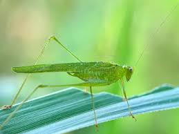 Attēlu rezultāti vaicājumam “Phaneroptera falcata”