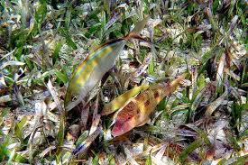 Image result for Pseudupeneus maculatus