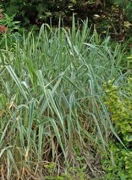 Attēlu rezultāti vaicājumam “Phalaroides arundinacea leaf”