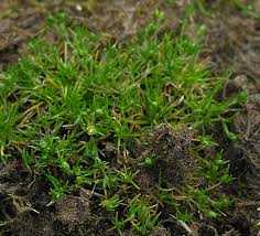 Attēlu rezultāti vaicājumam “Sagina procumbens”