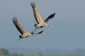 Attēlu rezultāti vaicājumam “Grus grus adult”