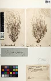 Attēlu rezultāti vaicājumam “Lemanea fluviatilis”