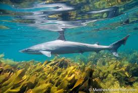 Image result for Galeorhinus galeus