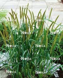 Attēlu rezultāti vaicājumam “Setaria glauca”