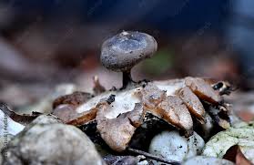 Attēlu rezultāti vaicājumam “Geastrum pectinatum”