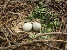 Attēlu rezultāti vaicājumam “Buteo buteo nest”