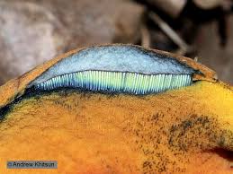 Attēlu rezultāti vaicājumam “Boletus luridus”