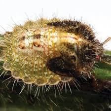 Attēlu rezultāti vaicājumam “Cribraria vulgaris macro”