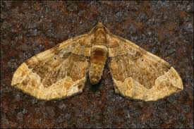 Attēlu rezultāti vaicājumam “Pelurga comitata”